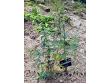 Aconitum carmichaeli