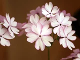 Primrose 'Sasanaki'