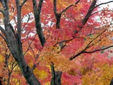 Palmate maple