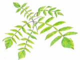 Chinese sumac