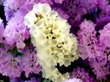 星辰花