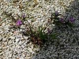 Dianthus