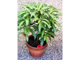 Ardisia crenata