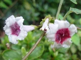 Paederia foetida