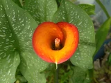 Calla