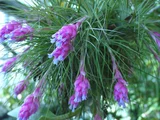 Tillandsia stricta