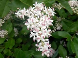 Ligustrum sinense