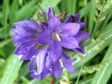 Campanula glomerata "Dahurica"