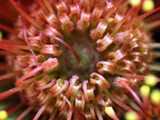 Pincushion