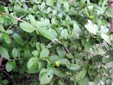 Wax privet