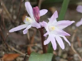 雪光花