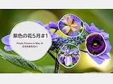 イチハツ