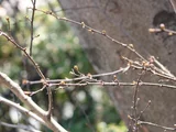 Japanese pepper