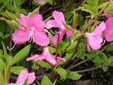 Rhododendron albrechtii