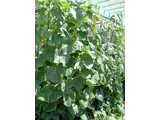 Cucumber