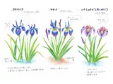 アヤメ