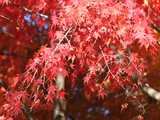 Palmate maple