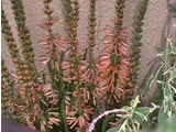 Erica hiemalis 'Christmas Parade'