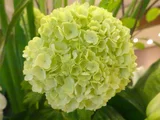 Viburnum snowball
