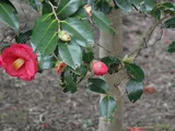Camellia Akashigata