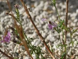 Dianthus