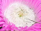 バクヤギク