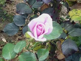 薔薇 '蓝光'