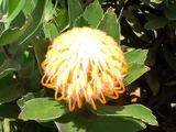 Pincushion