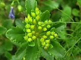 Sedum kamtschaticm
