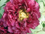 Paeonia suffruticosa