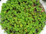 Water clover