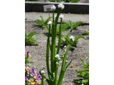 Ammobium