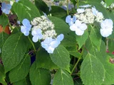 山绣球花 '肥後絞'