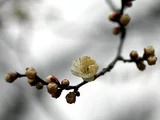 梅 月宮殿