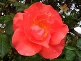 Rose 'Princess Michiko,cl'