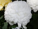 Chrysanthemum 'Yumemi'