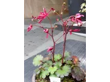 ダイモンジソウ '紅珊瑚'