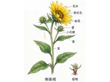 Helianthus decapetalus