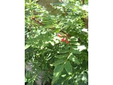 Japanese pepper