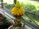 地湧金蓮