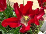 Tulip 'Akatsuki'