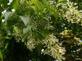 Cestrum nocturnum