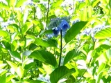 H.m. "Posy bouquet Noblue II"