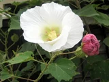醉芙蓉