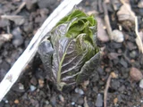 Scopolia japonica