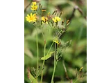 大花齒葉苦蕒菜