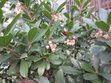 小型草莓樹