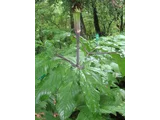 Jack in the pulpit