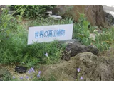 シラー 'レディ ドゥリアナ クプレッサス'