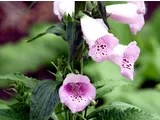 Digitalis